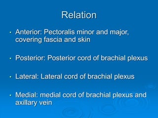 Relation
• Anterior: Pectoralis minor and major,
covering fascia and skin
• Posterior: Posterior cord of brachial plexus
• Lateral: Lateral cord of brachial plexus
• Medial: medial cord of brachial plexus and
axillary vein
 