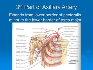 3rd Part of Axillary Artery
• Extends from lower border of pectoralis
minor to the lower border of teres major
 