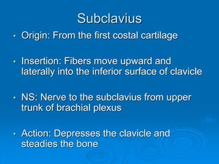 Subclavius
• Origin: From the first costal cartilage
• Insertion: Fibers move upward and
laterally into the inferior surface of clavicle
• NS: Nerve to the subclavius from upper
trunk of brachial plexus
• Action: Depresses the clavicle and
steadies the bone
 