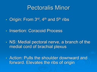 Pectoralis Minor
• Origin: From 3rd, 4th and 5th ribs
• Insertion: Coracoid Process
• NS: Medial pectoral nerve, a branch of the
medial cord of brachial plexus
• Action: Pulls the shoulder downward and
forward. Elevates the ribs of origin
 