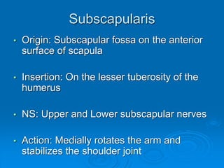 Subscapularis
• Origin: Subscapular fossa on the anterior
surface of scapula
• Insertion: On the lesser tuberosity of the
humerus
• NS: Upper and Lower subscapular nerves
• Action: Medially rotates the arm and
stabilizes the shoulder joint
 