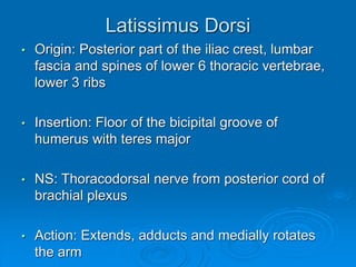 Latissimus Dorsi
• Origin: Posterior part of the iliac crest, lumbar
fascia and spines of lower 6 thoracic vertebrae,
lower 3 ribs
• Insertion: Floor of the bicipital groove of
humerus with teres major
• NS: Thoracodorsal nerve from posterior cord of
brachial plexus
• Action: Extends, adducts and medially rotates
the arm
 