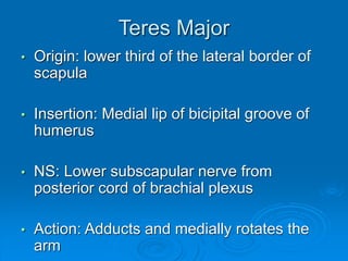 Teres Major
• Origin: lower third of the lateral border of
scapula
• Insertion: Medial lip of bicipital groove of
humerus
• NS: Lower subscapular nerve from
posterior cord of brachial plexus
• Action: Adducts and medially rotates the
arm
 
