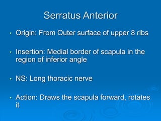 Serratus Anterior
• Origin: From Outer surface of upper 8 ribs
• Insertion: Medial border of scapula in the
region of inferior angle
• NS: Long thoracic nerve
• Action: Draws the scapula forward, rotates
it
 