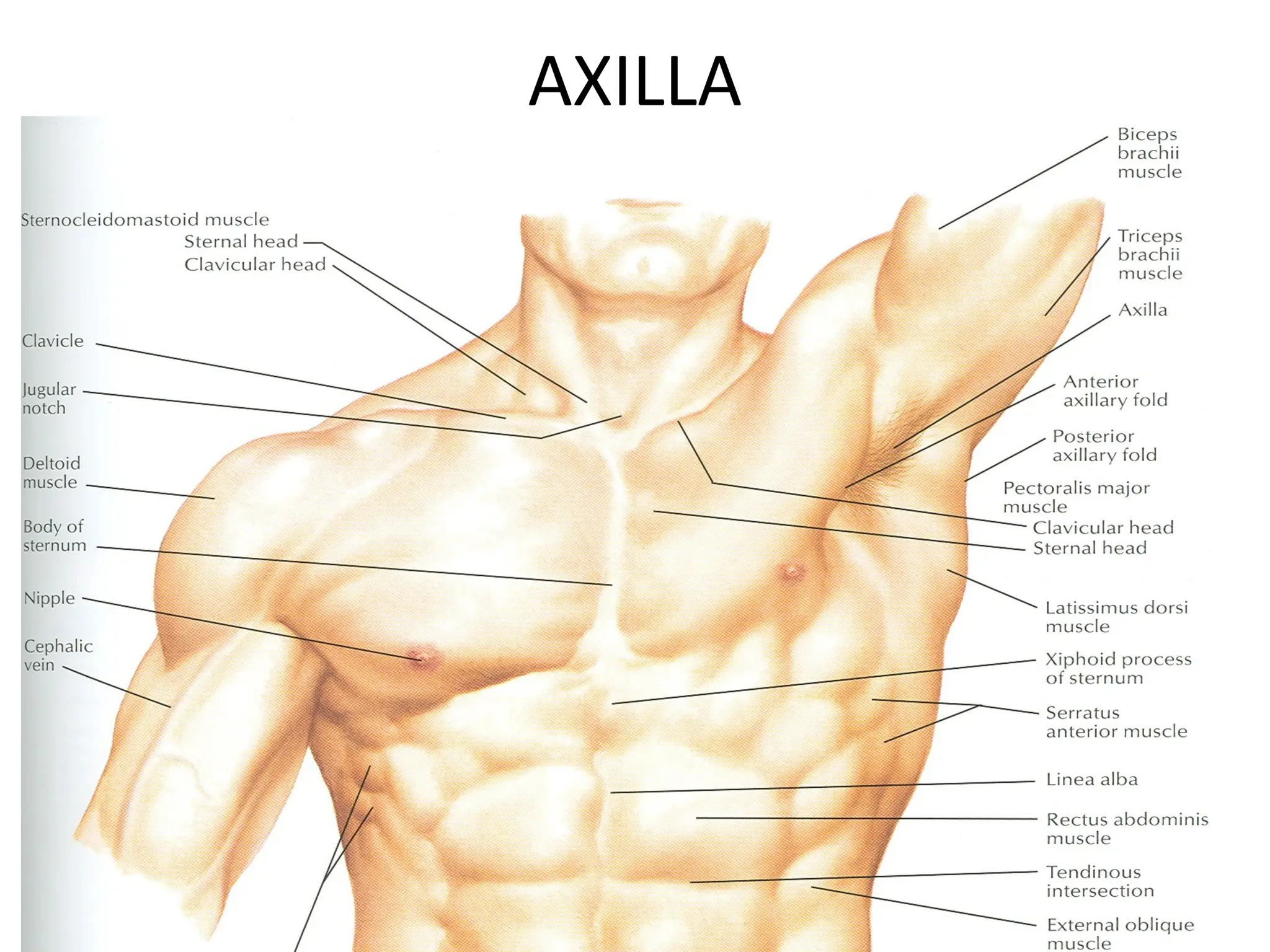 4-AXILLA.ppt anatomy of the axillary region | PPT