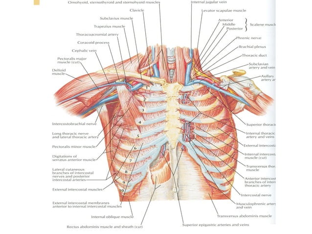 4-AXILLA.ppt anatomy of the axillary region | PPT