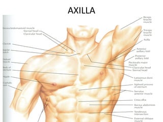 4-AXILLA.ppt anatomy of the axillary region | PPT