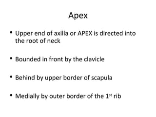 4-AXILLA.ppt anatomy of the axillary region | PPT