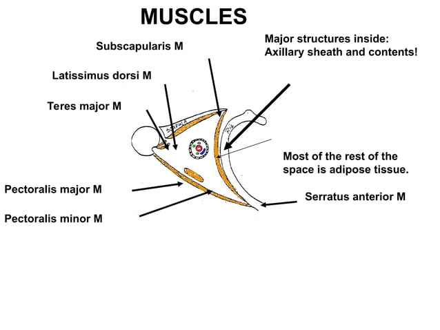 4-AXILLA.ppt anatomy of the axillary region | PPT
