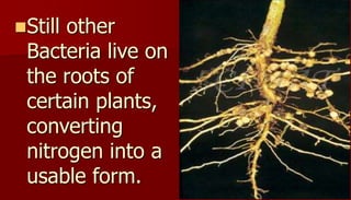 Still other
Bacteria live on
the roots of
certain plants,
converting
nitrogen into a
usable form.
 