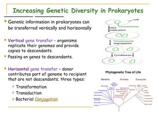 Comprehensive Overview of Bacterial Genetics and Gene Transfer ...