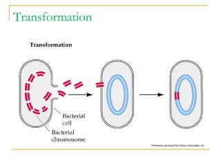 Comprehensive Overview of Bacterial Genetics and Gene Transfer ...