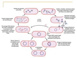 Comprehensive Overview of Bacterial Genetics and Gene Transfer ...