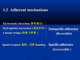 1.2 Adherent mechanisms
Electrostatic attraction( 静 吸引电 )
Hydrophobic interaction ( 疏水作用 )
Cationic bridge( 子阳离 桥联 )
Nonspecific adherence
ligand-receptor( 配体 - 受体 )bonding Specific adherence
(Reversible)
(Irreversible )
 