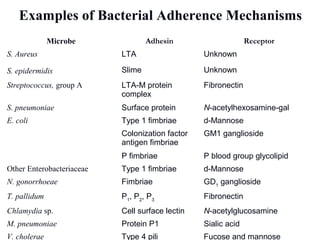 Microbe Adhesin Receptor
S. Aureus LTA Unknown
S. epidermidis Slime Unknown
Streptococcus, group A LTA-M protein
complex
Fibronectin
S. pneumoniae Surface protein N-acetylhexosamine-gal
E. coli Type 1 fimbriae d-Mannose
  Colonization factor
antigen fimbriae
GM1 ganglioside
  P fimbriae P blood group glycolipid
Other Enterobacteriaceae Type 1 fimbriae d-Mannose
N. gonorrhoeae Fimbriae GD1
ganglioside
T. pallidum P1
, P2
, P3
Fibronectin
Chlamydia sp. Cell surface lectin N-acetylglucosamine
M. pneumoniae Protein P1 Sialic acid
V. cholerae Type 4 pili Fucose and mannose
Examples of Bacterial Adherence Mechanisms
 