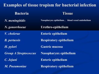 Examples of tissue tropism for bacterial infection
Bacteria TissueTissue
N. meningitidis Nasopharynx epithelium 、、 blood vessel endothelium
N. gonorrhoeae Urethro-epithelium
V. cholerae Enteric epithelium
B. pertussis Respiratory epithelium
H. pylori Gastric mucosa
Group A Streptococcus Nasopharynx epithelium
C. Jejuni Enteric epithelium
M. Pneumoniae Respiratory epithelium
 