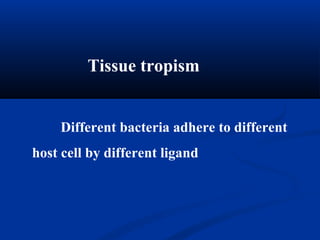 Tissue tropism
Different bacteria adhere to different
host cell by different ligand
 