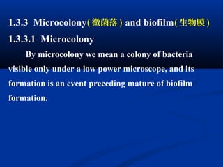 1.3.3 Microcolony( 微菌落 ) and biofilm( 生物膜 )
1.3.3.1 Microcolony
By microcolony we mean a colony of bacteria
visible only under a low power microscope, and its
formation is an event preceding mature of biofilm
formation.
 