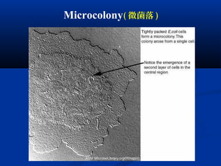 Microcolony( 微菌落 )
 