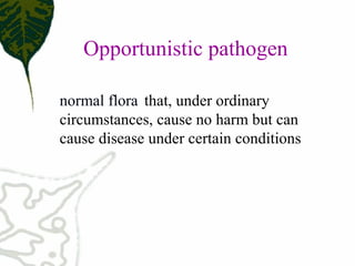 normal flora  that, under ordinary 
circumstances, cause no harm but can 
cause disease under certain conditions 
Opportunistic pathogen
 