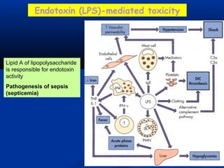 Lipid A of lipopolysaccharide
is responsible for endotoxin
activity
Pathogenesis of sepsis
(septicemia)
Endotoxin (LPS)-mediated toxicity
 