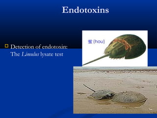 Endotoxins
 Detection of endotoxin:
The Limulus lysate test
 