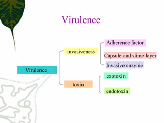 Virulence
invasiveness
Virulence
Adherence factor
exotoxin
toxin
endotoxin
Capsule and slime layer
Invasive enzyme
 