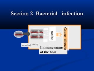 Section 2 Bacterial infection
bacteriabacteria
Immune status
of the host
inbodyouterbody
细菌细菌
细菌细菌
细菌细菌
bacteriabacteria
bbacteriaacteria
bacteriabacteria
bacteriabacteria
toxins
Causedisease
 