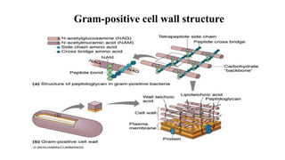 Gram-positive cell wall structure
 