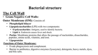 The Cell Wall
• Gram-Negative Cell Walls:
Outer Membrane (OM): Consists of:
• Phospholipid bilayer
• Lipopolysaccharides (LPS) with two components:
• O polysaccharides: Antigens, used to identify bacteria.
• Lipid A: Endotoxin causes fever and shock.
• Porins: Membrane proteins that allow the passage of nucleotides, disaccharides,
peptides, amino acids, vitamins, and iron.
• Lipoproteins
Functions of Outer Membrane:
• Evade phagocytosis and complement.
• Barrier to antibiotics, digestive enzymes (lysozyme), detergents, heavy metals, dyes,
and bile salts.
Bacterial structure
 