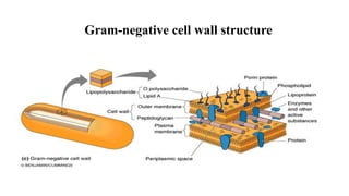 Gram-negative cell wall structure
 