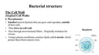 The Cell Wall
Atypical Cell Walls:
2. Mycoplasmas:
• Smallest known bacteria that can grow and reproduce outside
of host cells.
• They have no cell wall.
• Pass through most bacterial filters. Originally mistaken for
viruses.
• Unique plasma membrane contains lipids called sterols, which
protect them from osmotic lysis.
Bacterial structure
 