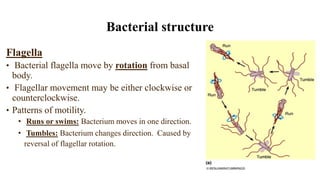 Flagella
• Bacterial flagella move by rotation from basal
body.
• Flagellar movement may be either clockwise or
counterclockwise.
• Patterns of motility.
• Runs or swims: Bacterium moves in one direction.
• Tumbles: Bacterium changes direction. Caused by
reversal of flagellar rotation.
Bacterial structure
 