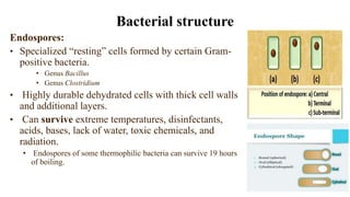 Endospores:
• Specialized “resting” cells formed by certain Gram-
positive bacteria.
• Genus Bacillus
• Genus Clostridium
• Highly durable dehydrated cells with thick cell walls
and additional layers.
• Can survive extreme temperatures, disinfectants,
acids, bases, lack of water, toxic chemicals, and
radiation.
• Endospores of some thermophilic bacteria can survive 19 hours
of boiling.
Bacterial structure
 