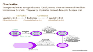Germination:
Endospore returns to its vegetative state. Usually occurs when environmental conditions
become more favorable. Triggered by physical or chemical damage to the spore coat.
Sporulation Germination
Vegetative Cell ----------> Endospore ------------> Vegetative Cell
(Metabolically active) (Not metabolically active) (Metabolically active)
 