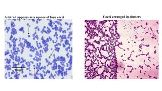 A tetrad appears as a square of four cocci Cocci arranged in clusters
 