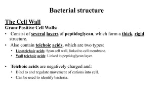 Bacterial structure
The Cell Wall
Gram-Positive Cell Walls:
• Consist of several layers of peptidoglycan, which form a thick, rigid
structure.
• Also contain teichoic acids, which are two types:
• Lipoteichoic acids: Span cell wall, linked to cell membrane.
• Wall teichoic acids: Linked to peptidoglycan layer.
• Teichoic acids are negatively charged and:
• Bind to and regulate movement of cations into cell.
• Can be used to identify bacteria.
 