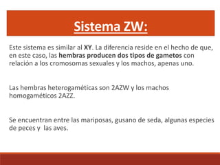Sistema ZW:
Este sistema es similar al XY. La diferencia reside en el hecho de que,
en este caso, las hembras producen dos tipos de gametos con
relación a los cromosomas sexuales y los machos, apenas uno.
Las hembras heterogaméticas son 2AZW y los machos
homogaméticos 2AZZ.
Se encuentran entre las mariposas, gusano de seda, algunas especies
de peces y las aves.
 