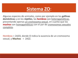 Sistema ZO:
Algunas especies de animales, como por ejemplo en las gallinas
domésticas y en los réptiles, las hembras son heterogaméticas,
presentando apenas un cromosoma sexual, en cuanto que los
machos son homogaméticos con el par de cromosomas sexuales
completo.
Hembras = 2AZO, donde O indica la ausencia de un cromosoma
sexual, y Machos = 2AZZ.
 