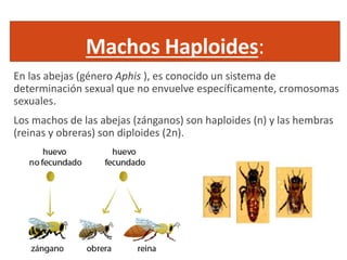 Machos Haploides:
En las abejas (género Aphis ), es conocido un sistema de
determinación sexual que no envuelve específicamente, cromosomas
sexuales.
Los machos de las abejas (zánganos) son haploides (n) y las hembras
(reinas y obreras) son diploides (2n).
 