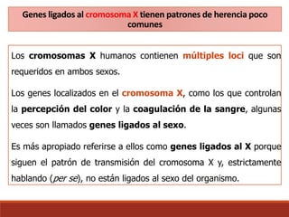 Genes ligados al cromosoma X tienen patrones de herencia poco
comunes
Los cromosomas X humanos contienen múltiples loci que son
requeridos en ambos sexos.
Los genes localizados en el cromosoma X, como los que controlan
la percepción del color y la coagulación de la sangre, algunas
veces son llamados genes ligados al sexo.
Es más apropiado referirse a ellos como genes ligados al X porque
siguen el patrón de transmisión del cromosoma X y, estrictamente
hablando (per se), no están ligados al sexo del organismo.
 