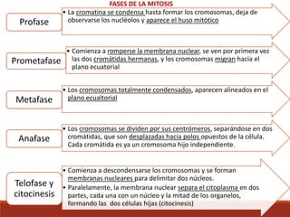 • La cromatina se condensa hasta formar los cromosomas, deja de
observarse los nucléolos y aparece el huso mitótico
Profase
• Comienza a romperse la membrana nuclear, se ven por primera vez
las dos cromátidas hermanas, y los cromosomas migran hacia el
plano ecuatorial
Prometafase
• Los cromosomas totalmente condensados, aparecen alineados en el
plano ecualtorial
Metafase
• Los cromosomas se dividen por sus centrómeros, separándose en dos
cromátidas, que son desplazadas hacia polos opuestos de la célula.
Cada cromátida es ya un cromosoma hijo independiente.
Anafase
• Comienza a descondensarse los cromosomas y se forman
membranas nucleares para delimitar dos núcleos.
• Paralelamente, la membrana nuclear separa el citoplasma en dos
partes, cada una con un núcleo y la mitad de los organelos,
formando las dos células hijas (citocinesis)
Telofase y
citocinesis
FASES DE LA MITOSIS
 