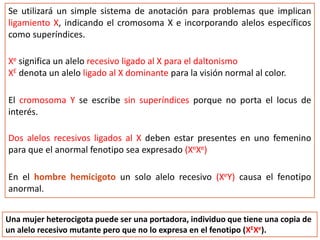 Se utilizará un simple sistema de anotación para problemas que implican
ligamiento X, indicando el cromosoma X e incorporando alelos específicos
como superíndices.
Xe significa un alelo recesivo ligado al X para el daltonismo
XE denota un alelo ligado al X dominante para la visión normal al color.
El cromosoma Y se escribe sin superíndices porque no porta el locus de
interés.
Dos alelos recesivos ligados al X deben estar presentes en uno femenino
para que el anormal fenotipo sea expresado (XeXe)
En el hombre hemicigoto un solo alelo recesivo (XeY) causa el fenotipo
anormal.
Una mujer heterocigota puede ser una portadora, individuo que tiene una copia de
un alelo recesivo mutante pero que no lo expresa en el fenotipo (XEXe).
 