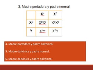 4. Madre portadora y padre daltónico:
5. Madre daltónica y padre normal:
6. Madre daltónica y padre daltónico:
 