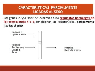 CARACTERISTICAS PARCIALMENTE
LIGADAS AL SEXO
Los genes, cuyos “loci” se localizan en los segmentos homólogos de
los cromosomas X e Y, condicionan las características parcialmente
ligadas al sexo.
 