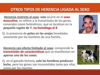 OTROS TIPOS DE HERENCIA LIGADA AL SEXO
Herencia restricta al sexo: solo ocurre en el sexo
masculino, se refiere a la transmisión de los genes
conocidos como holándricos, que se localizan en la
pequeña región de Y, no homóloga al X.
Ej. la presencia de pelos en las orejas heredadas
solamente por los hombres de una familia.
Herencia con efecto limitado al sexo: comprende la
transmisión de características que se manifiestan en
apenas uno de los sexos.
Ej. en el ganado lechero, solo las hembras producen
leche, pero los genes son transmitidos tanto por ellas
como por los machos.
 