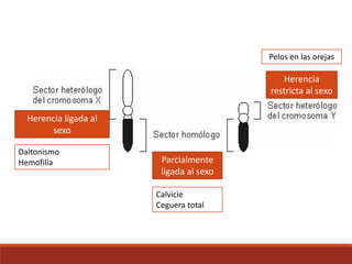 Herencia ligada al
sexo
Parcialmente
ligada al sexo
Herencia
restricta al sexo
Daltonismo
Hemofilia
Pelos en las orejas
Calvicie
Ceguera total
 