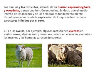 Los ovarios y los testículos, además de su función espermatogénica
y ovogénica, tienen una función endocrina. Es decir, que el medio
interno de los machos y de las hembras es fundamentalmente
distinto y en ellos reside la explicación de los que se han llamado
caracteres influidos por el sexo.
EJ: En las ovejas, por ejemplo, algunas razas tienen cuernos en
ambos sexos, algunas solo presentan cuernos en el macho, y en otras
los machos y las hembras carecen de cuernos.
 