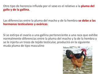 Otro tipo de herencia influida por el sexo es el relativo a la pluma del
gallo y de la gallina.
Las diferencias entre la pluma del macho y de la hembra se debe a las
hormonas testiculares y ováricas.
Si se extirpa el ovario a una gallina perteneciente a una raza que exhibe
normalmente diferencias entre la pluma del macho y la de la hembra y
se le injerta un trozo de tejido testicular, producirá en la siguiente
muda pluma de tipo masculino
 