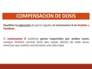 COMPENSACION DE DOSIS
Equilibra la expresión de genes ligados al cromosoma X en machos y
hembras
El cromosoma X contiene genes requeridos por ambos sexos,
aunque hembra normal tiene dos copias (dosis) de cada locus,
mientras que macho normal tiene una sola copia
 